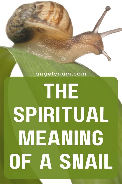 spiritual meaning of snail|Spiritual Meaning Of Snail: The Symboli.